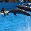 Marineland - Dauphins - 022